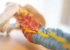Cabeza y sistema nervioso